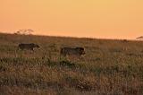 TANZANIA - Serengeti National Park - Alba - 17